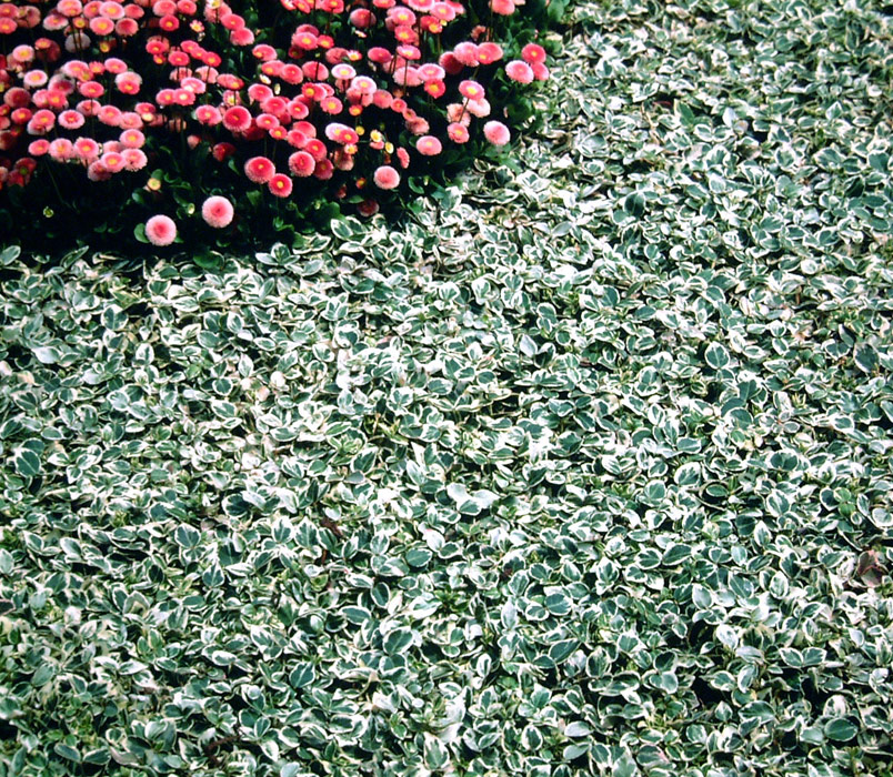 euonymus-fortunei-emerald-gaiety-2-silver-queen