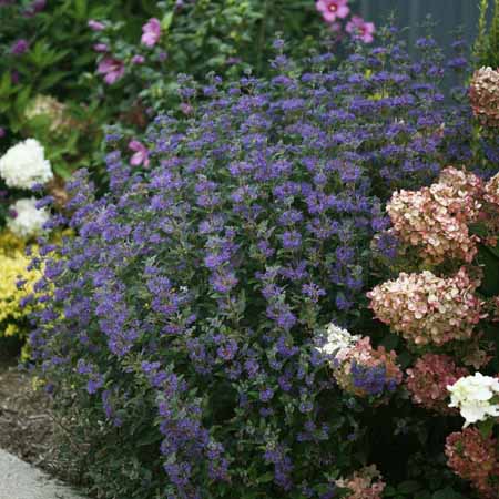 Caryopteris-Beyond-Midnight-FUER-nl CARYOPTERIS clandonensis ´Beyond Midnight´® (´CT-9-12´)Ⓢ PW®