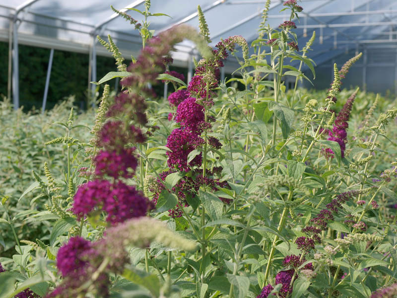 buddleja-red-chip-6