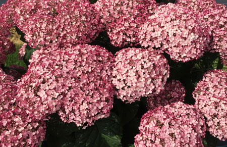 Hydrangea-arboresces-Sweet-Annabelle-incrediball_blush_hydrangea-1-3-b