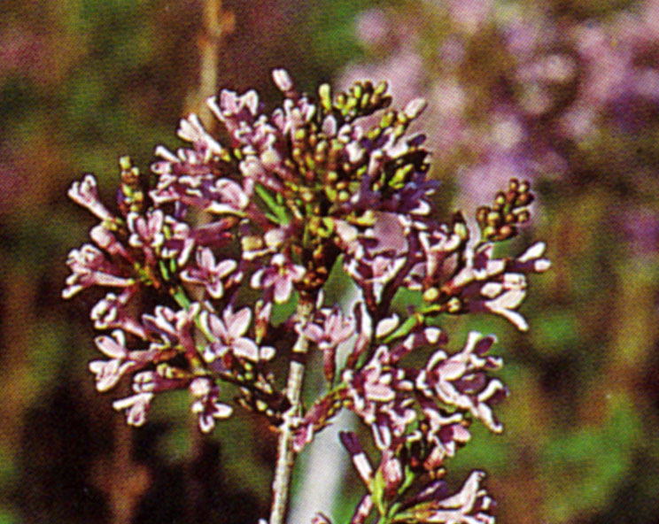 Chinese Lilac 