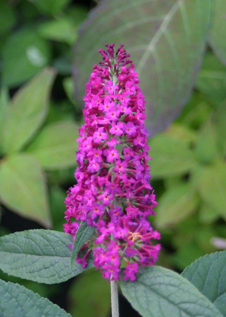 BUDDLEJA-Miss-Ruby-1