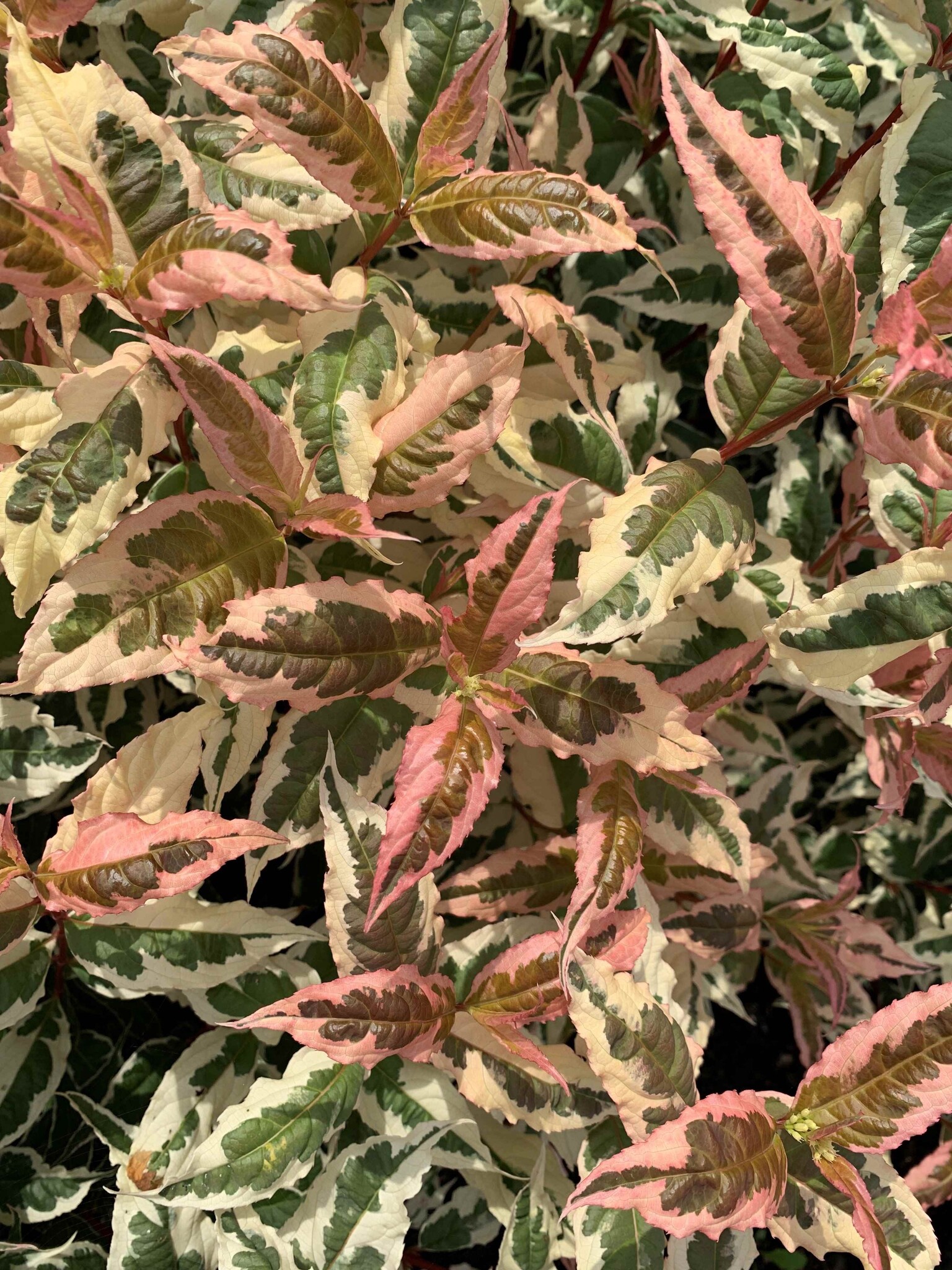 DIERVILLA rivularis ´Kodiak® Mixx´ (´G2X88544VAR´)Ⓢ PW®