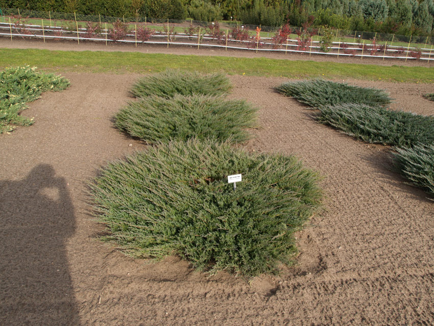 JUNIPERUS horizontalis ´Andorra Compact´ (= plumosa compacta)