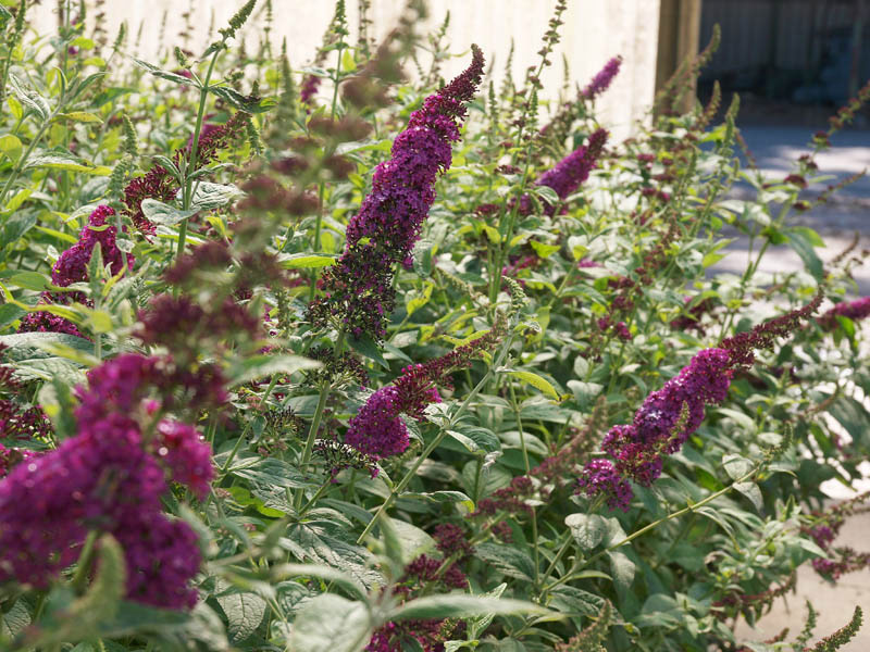 buddleja-red-chip52fb8d48b600c