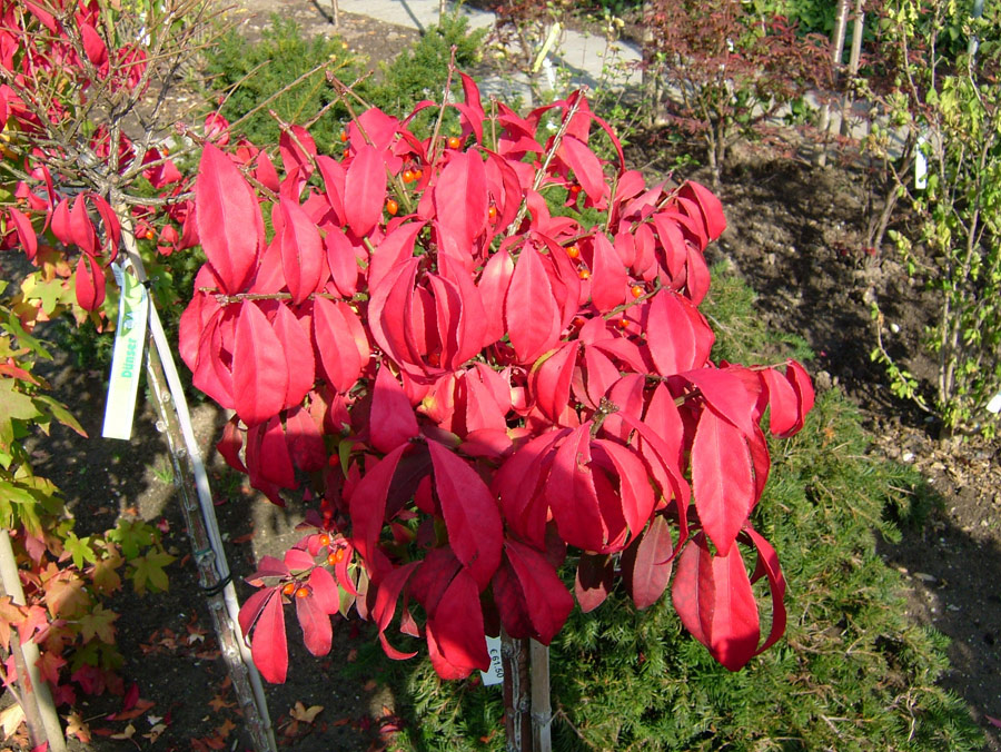 euonymus-alatus-compactus