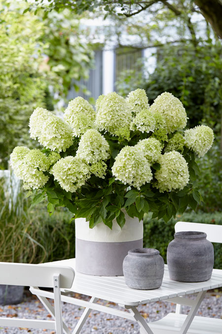 Hydrangea_Little-Spooky6