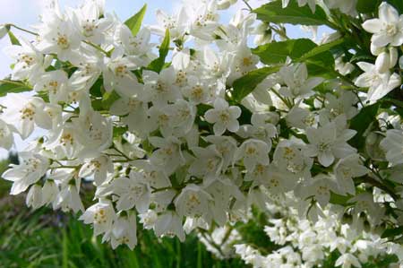 deutzia-gracilis545ce75faa3f1
