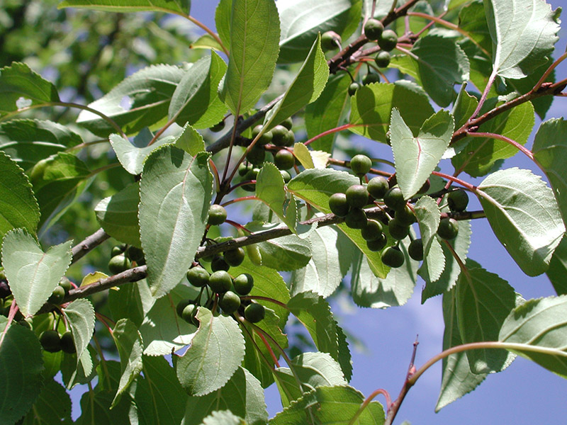Buckthorn 