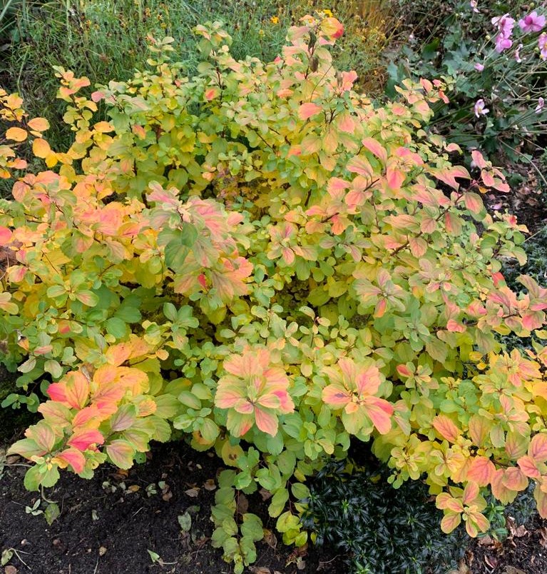 SPIRAEA-betulifolia-Tor-Gold-6