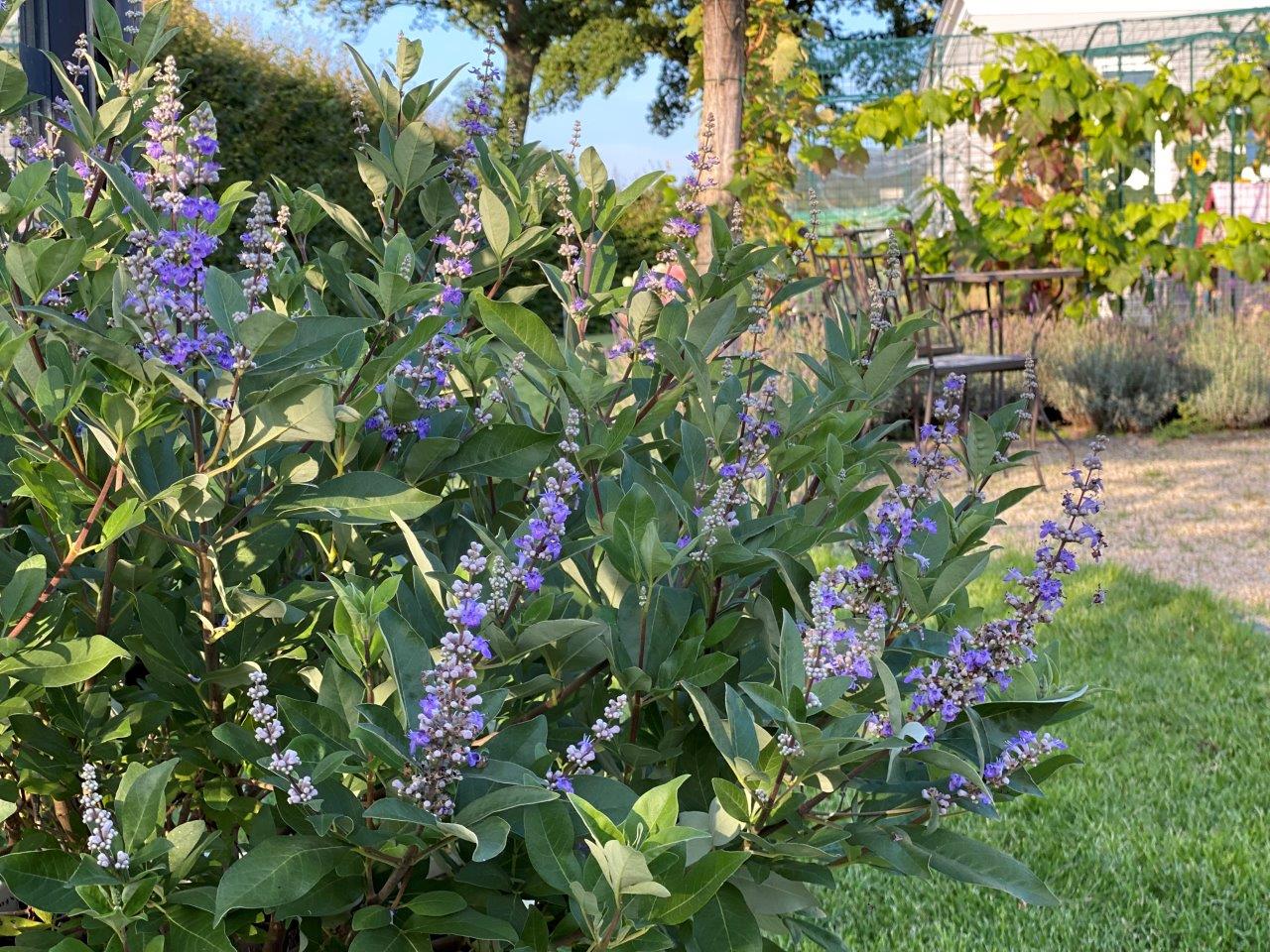 Vitex-Magical-Summertime-Blues-5