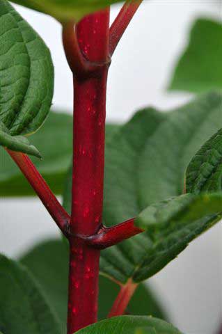 hydrangea-paniculata-wim-s-red2