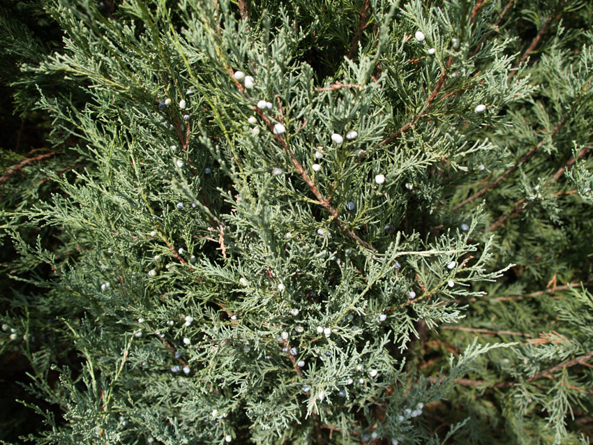 JUNIPERUS scopulorum ´Skyrocket´