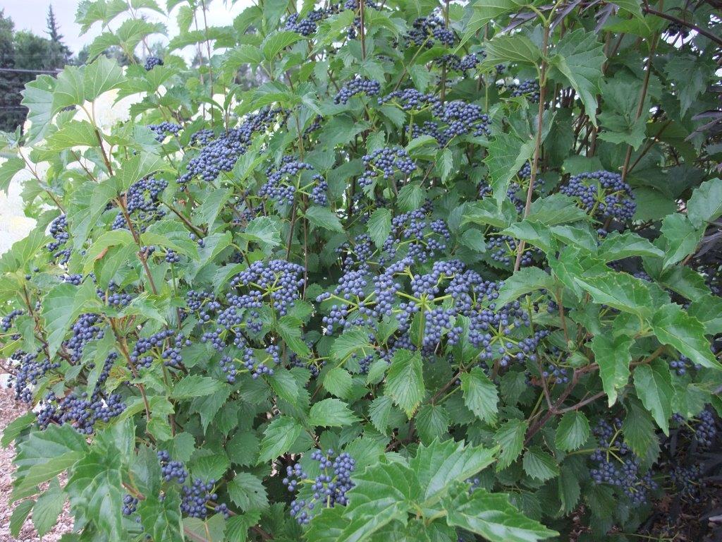 VIBURNUM-dentatum-Blue-Muffin-6