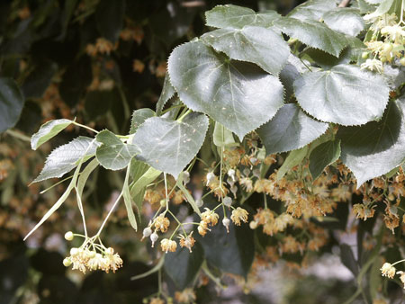 Caucasian Lime, Crimean Lime 