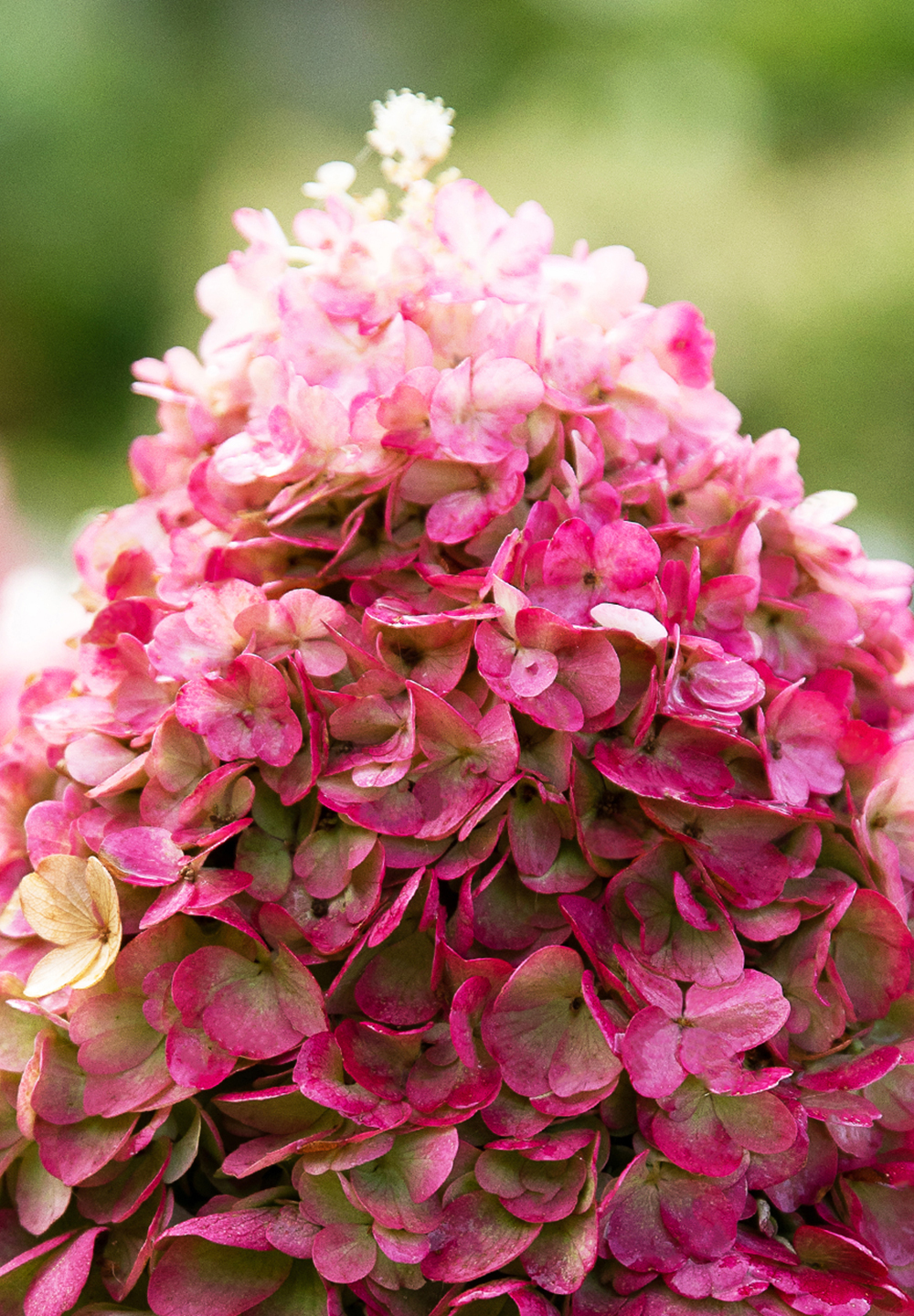 Hydrangea paniculata ´Living Pinky Promise´®Ⓢ