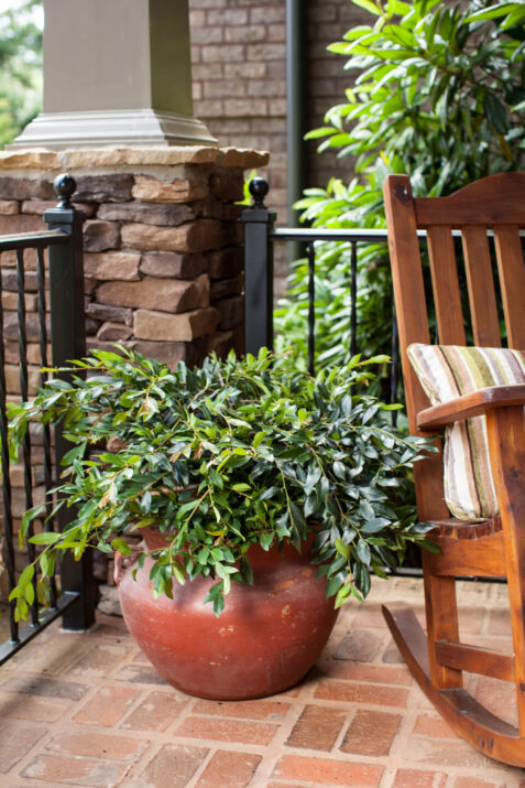 Distylium-First-Editions-Vintage-Jade-4e4cUhHCQmAKXE