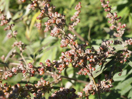 vitex-agnus-castus-latifolia-3