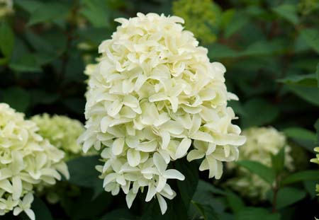 Hydrangea-Skyfall-02-2