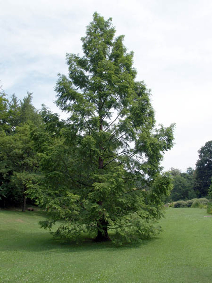 METASEQUOIA glyptostroboides