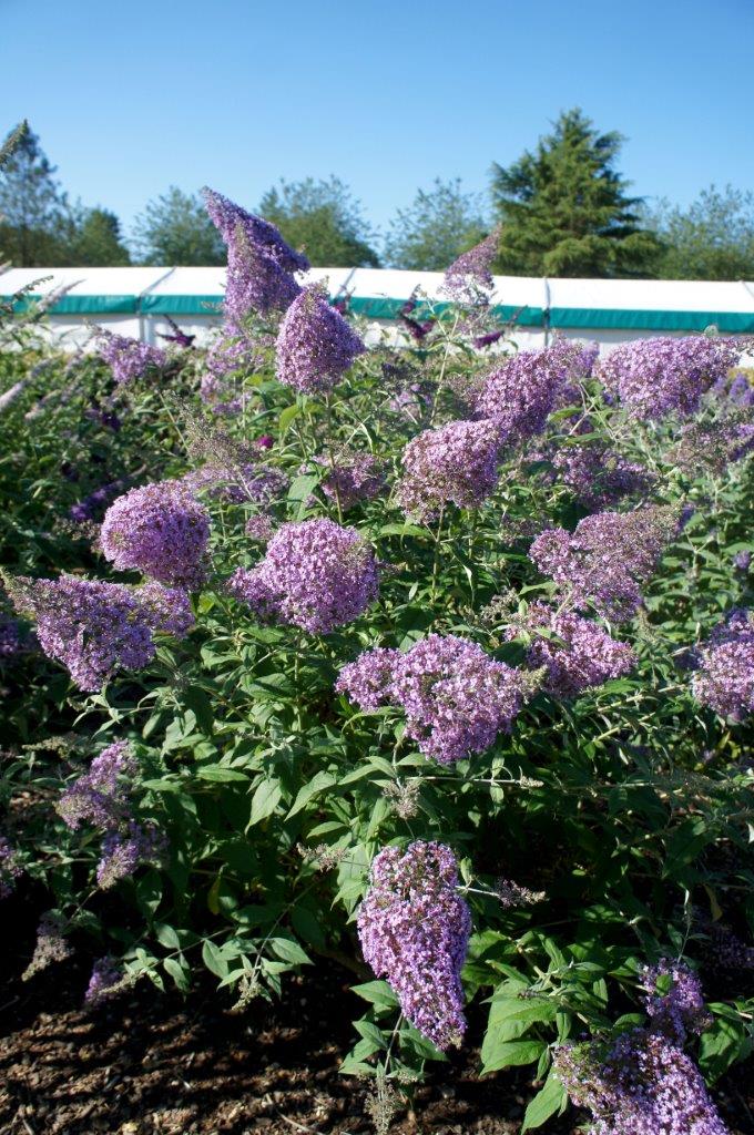 Buddleja-davidii-Gulliver-3