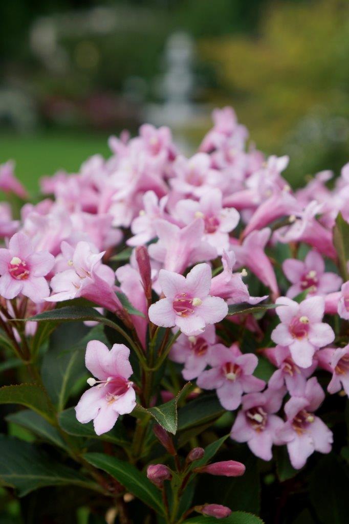 weigela-pink-poppet-11