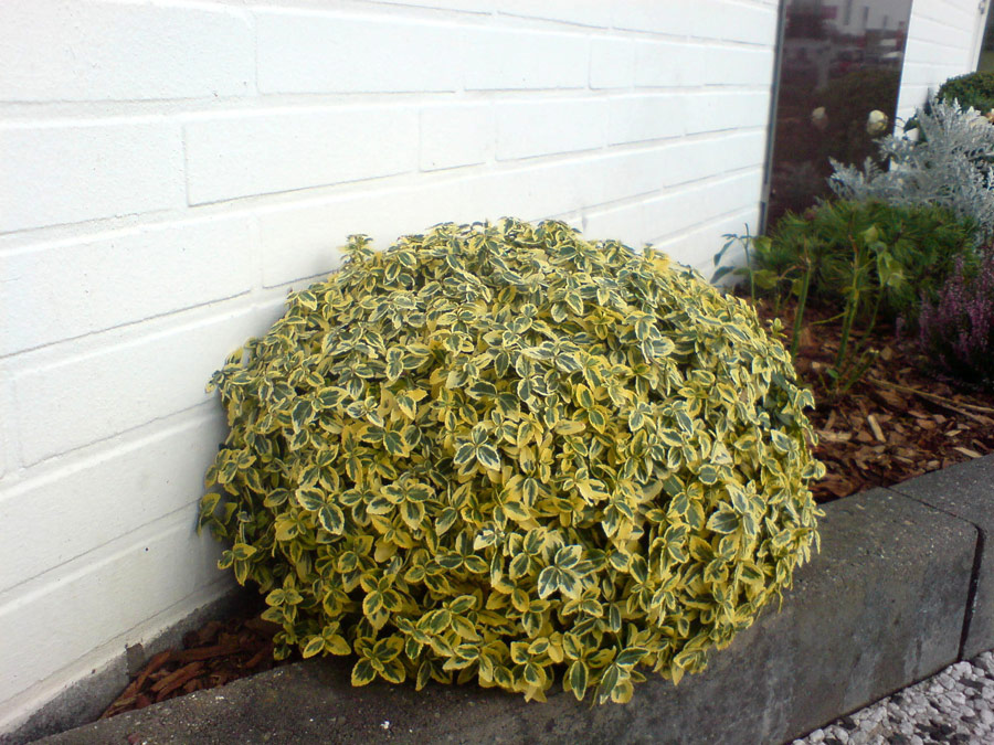 euonymus-fortunei-emerald-n-gold-3