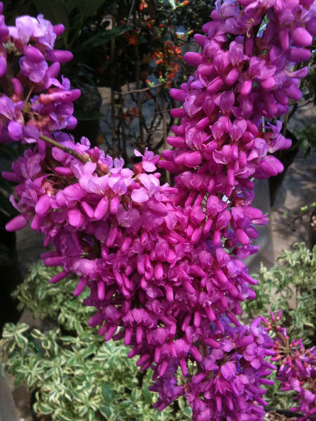 cercis-chinensis-avondale-10