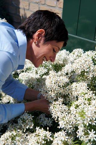 chtwhit-Choisya-White-Dazzler_Garden-3