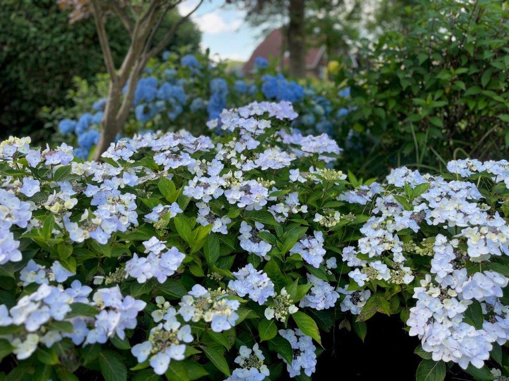 HYDRANGEA-Cloudi-7
