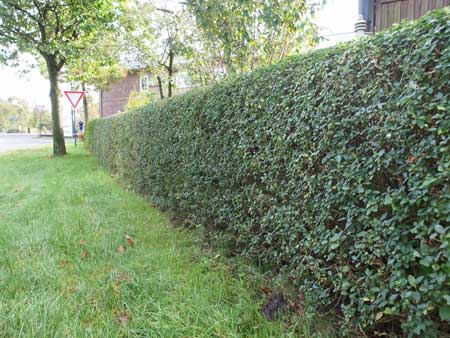 ligustrum-vulgare-atrovirens2546b2887cd124