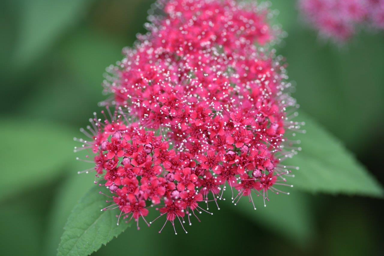 Spiraea-japonica-Double-Play-Red-5