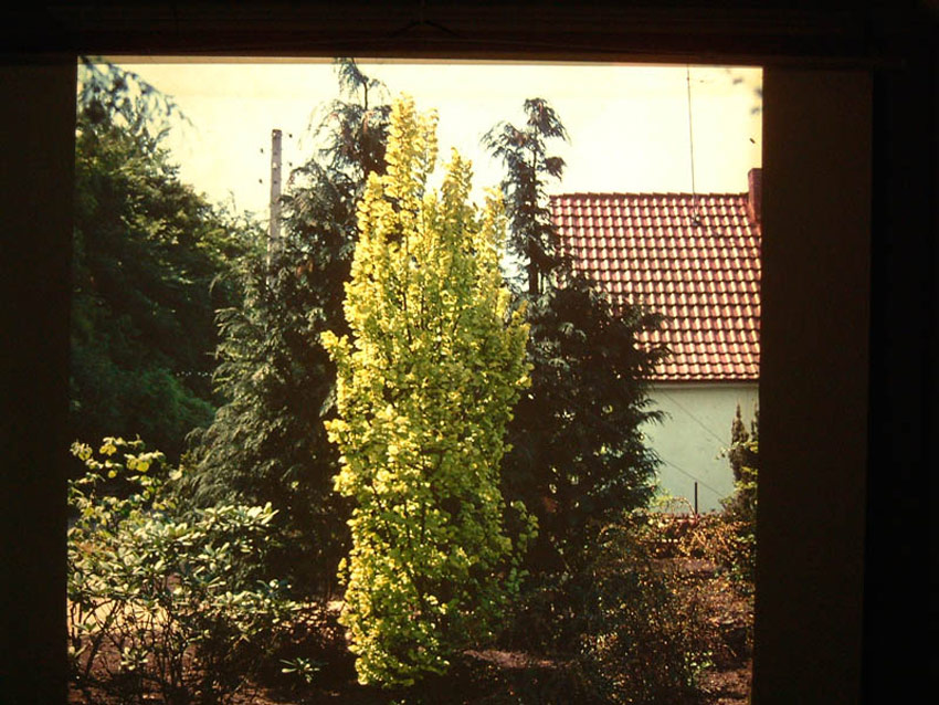 ULMUS hollandica ´Wredei´
