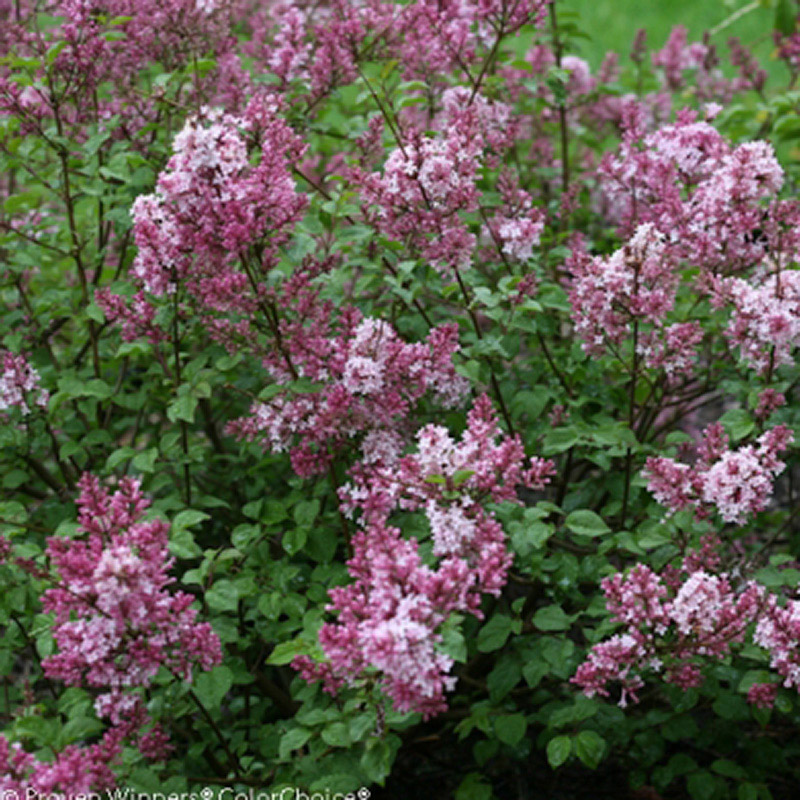 syringa-bloomerang-pink-perfume-253b13e7e61a4d
