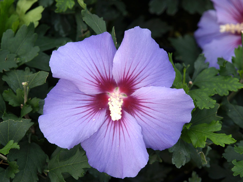 hibiscus-syriacus-marina-6
