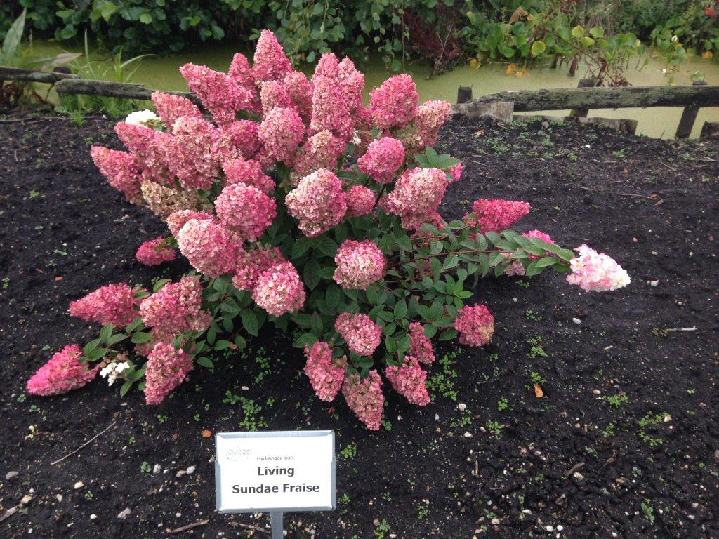 hydrangea-paniculata-sundae-fraise-8