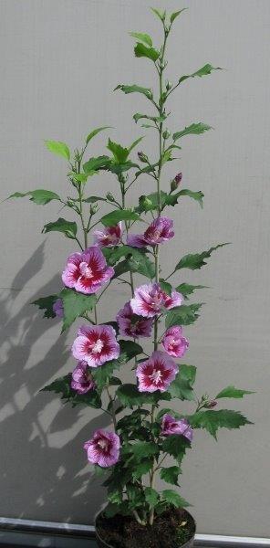 hibiscus-syriacus-purple-pillar-4