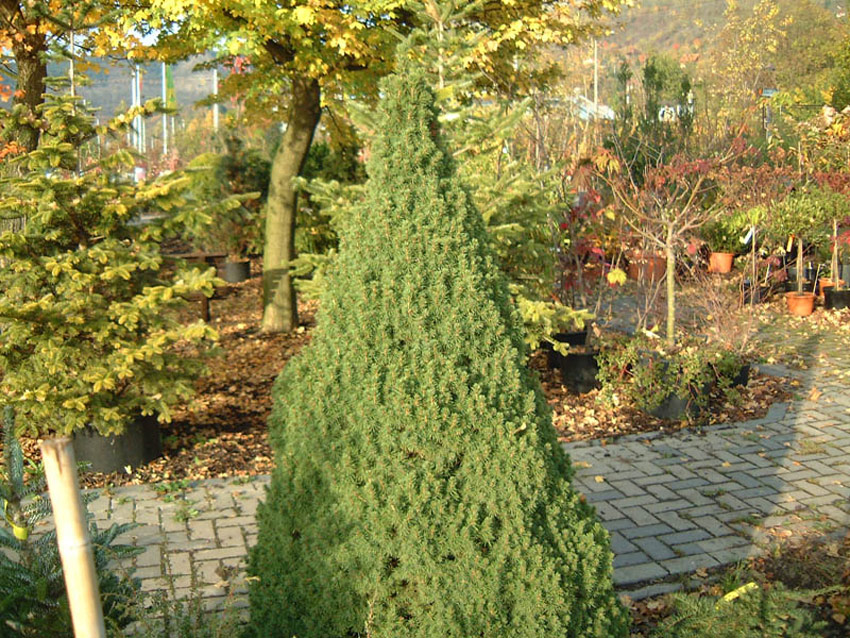 PICEA glauca ´Conica´ (= var. albertiana f. conica, P. albertiana conica)