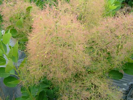 cotinus-coggygria-young-lady-4545b48254f80d