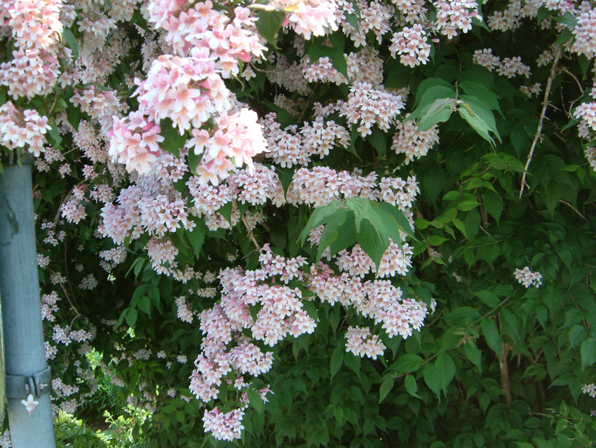 kolkwitzia-amabilis-rosea-1