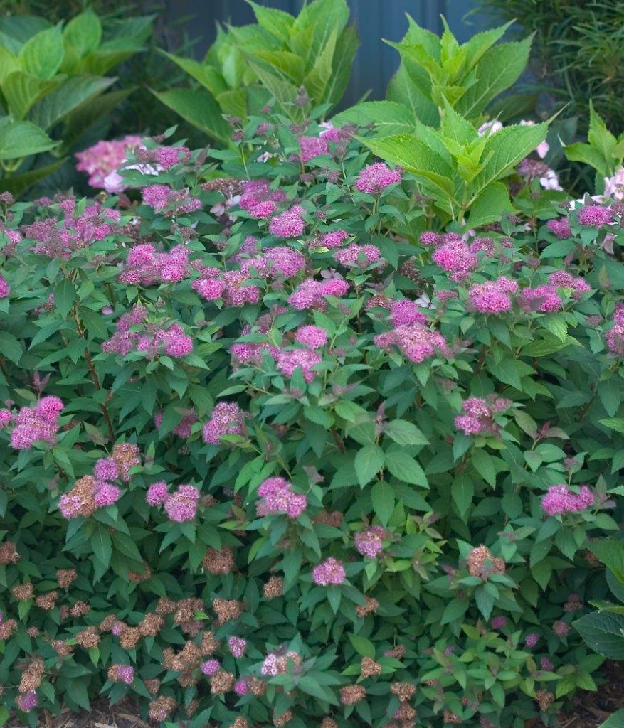 Spiraea-japonica-Double-Play-Artist-Artisan-1