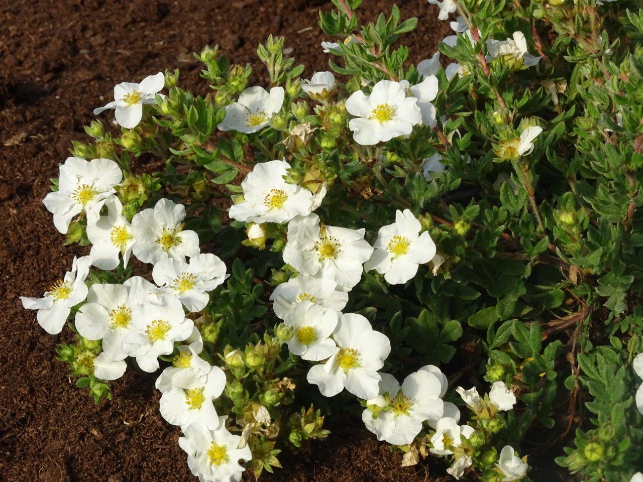 Potentilla-fruticosa-Bella-Bianca