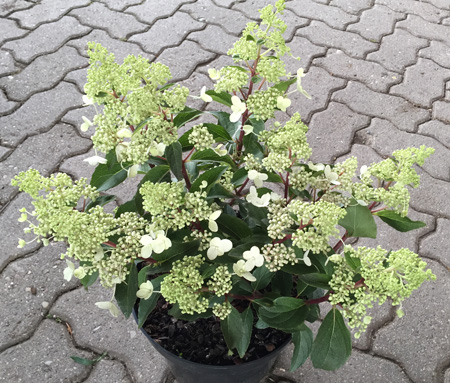 hydrangeavesuvio5