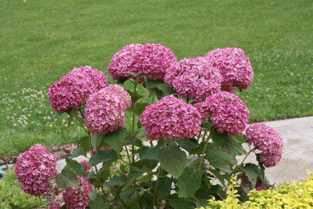 Hydrangea-arb-Bella-Ragazza-Mauvette-6