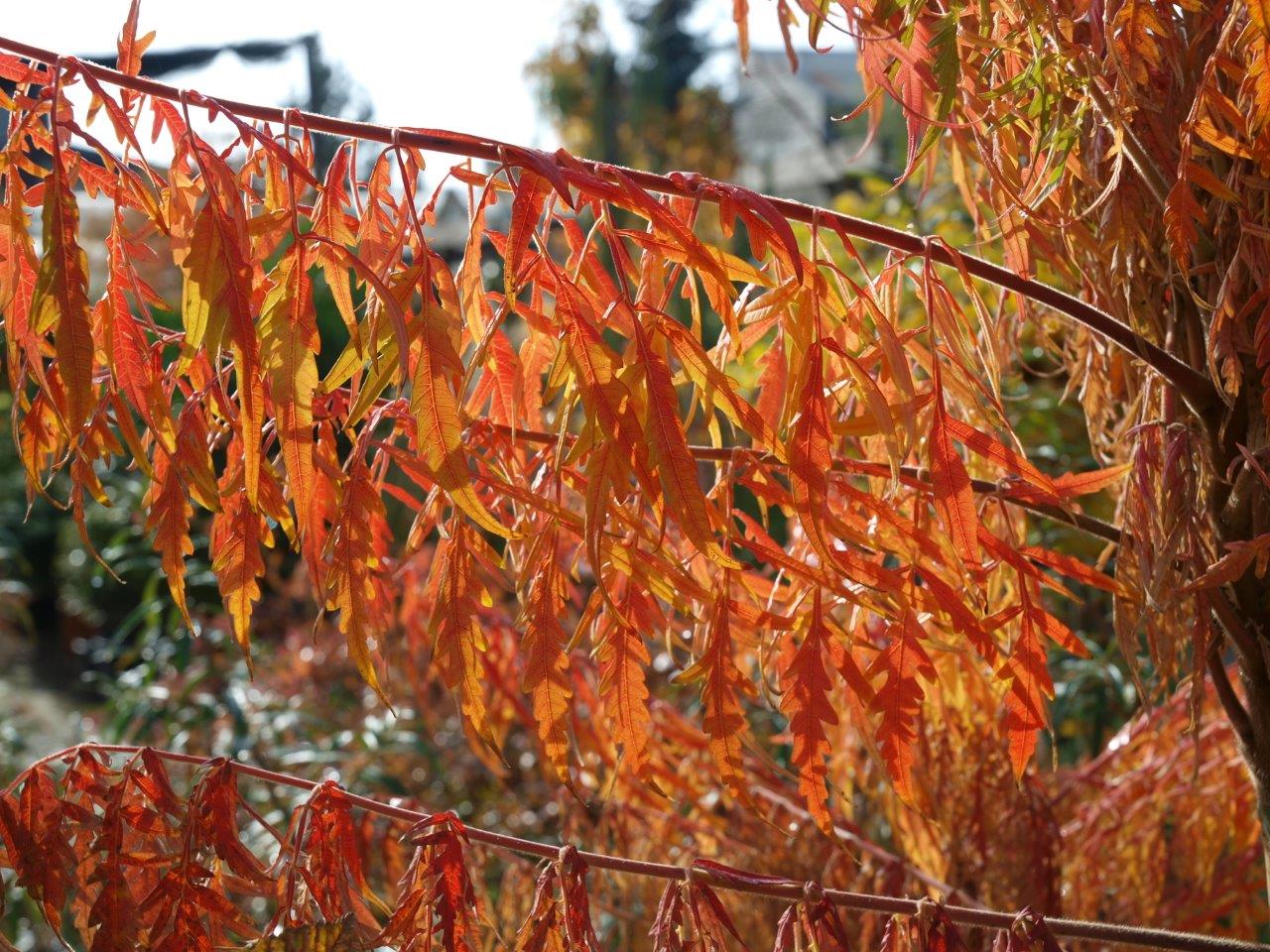RHUS-typhina-Tiger-Eyes-7
