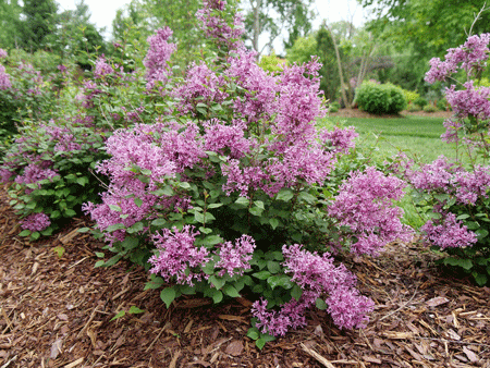 Syringa-Bloomerang-R-Tiny-Purple-SMNJRPU-_2E-Proven-Winners-R_1280x1280