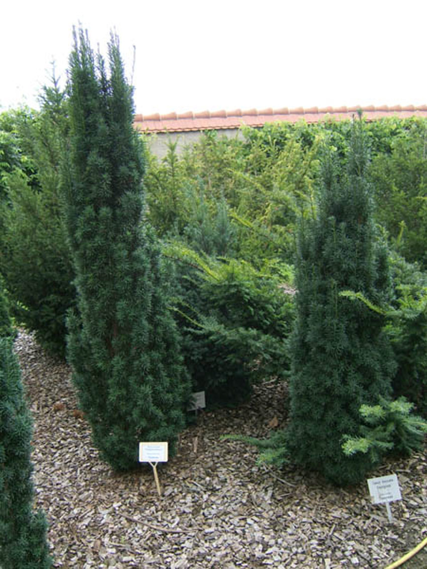 taxus-baccata-fastigiata-robusta