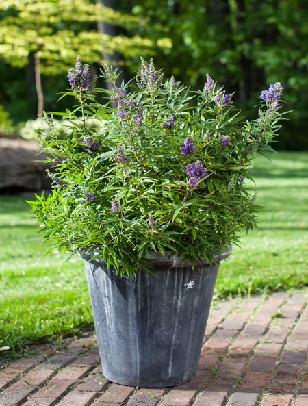Vitex-BluePuffball-6