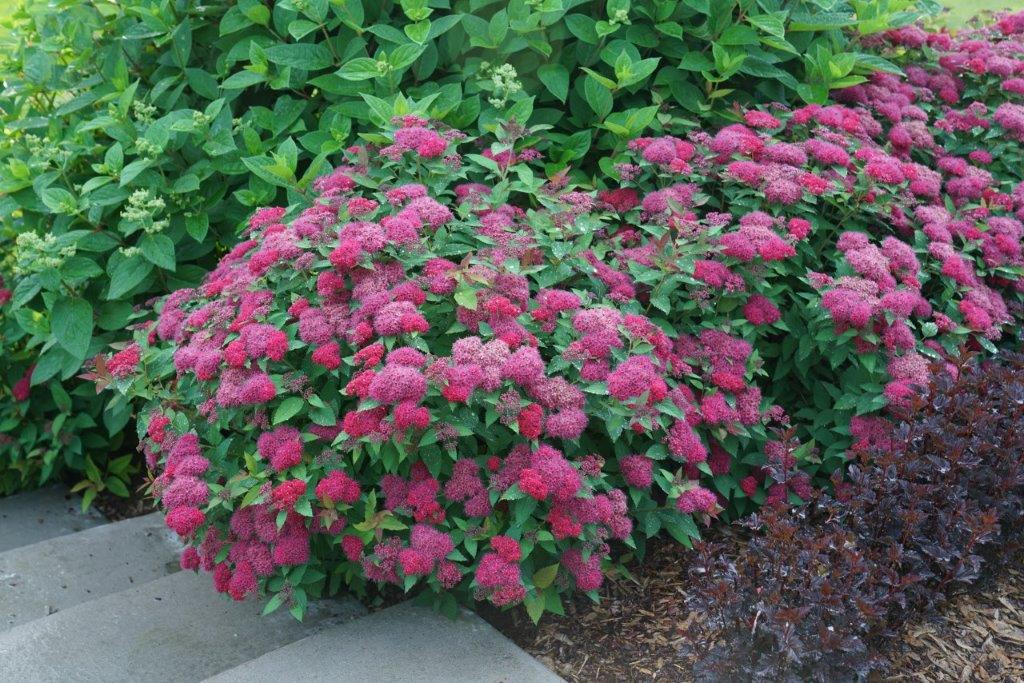 spiraea_double_play_doozie_dsc00446