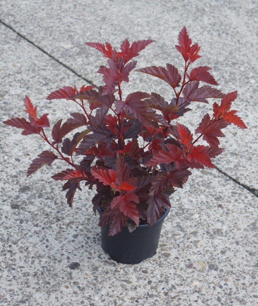 Physocarpus-opulifolius-Little-Angel-4